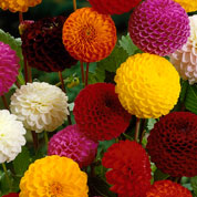 Dahlia Pompom Mix